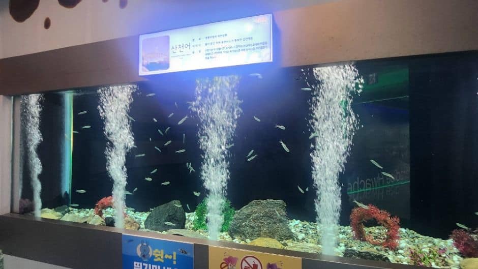 화천_화천 토속어류생태체험관 (7)
