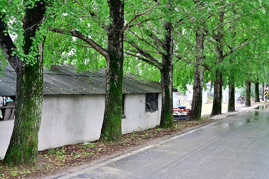 경상남도_거창군_거창은행나무길_01_01