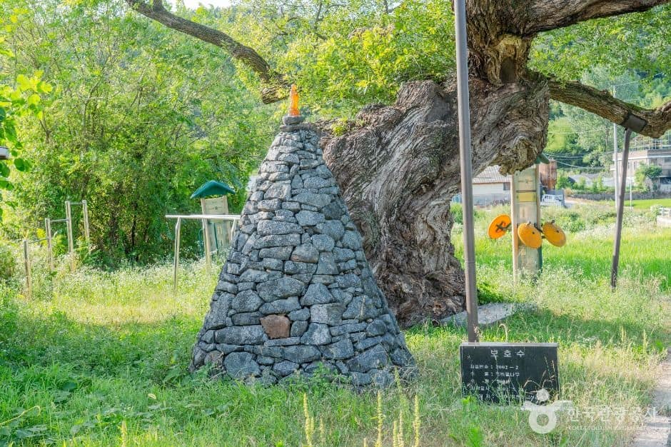구미_구미 금산리 떡버들 (5)