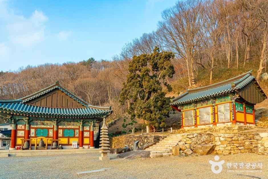 순천_순천 송광사 천자암 쌍향수(곱향나무) (1).jpg