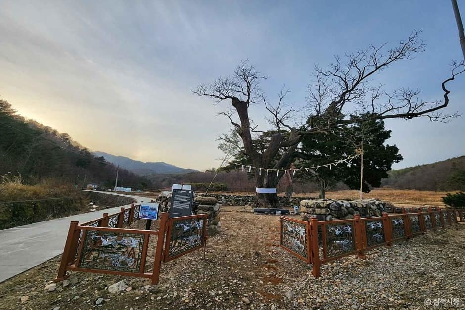 삼척 궁촌리 음나무 (2)