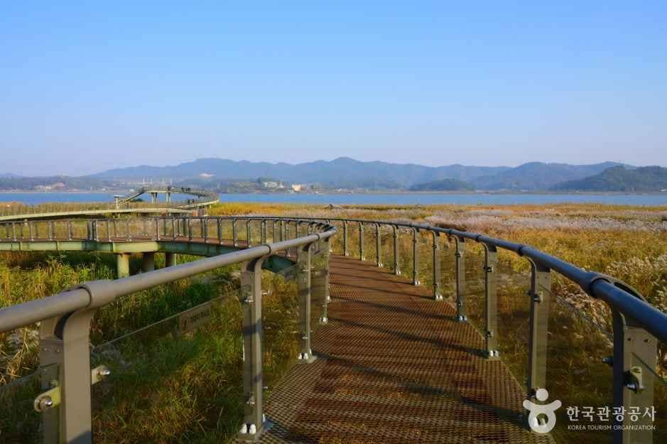 신성리 갈대밭