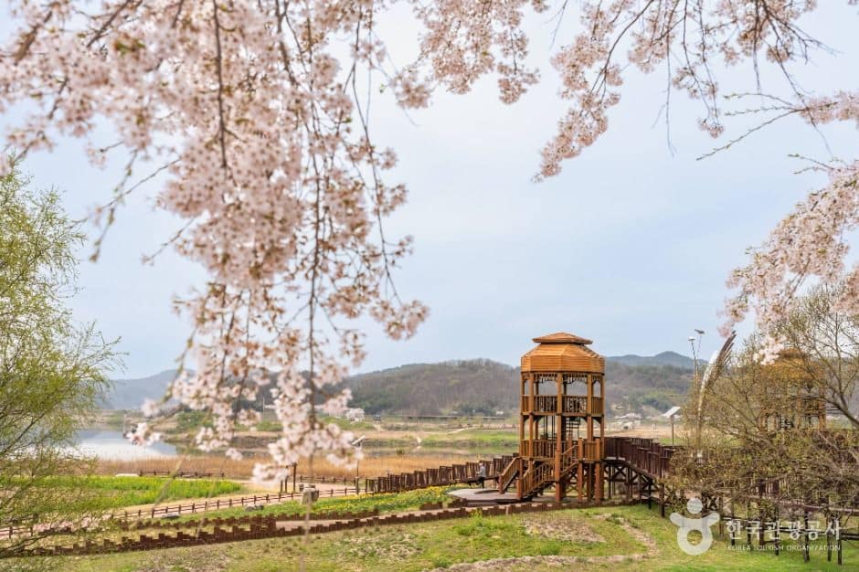 창녕_남지개비리길 (1)