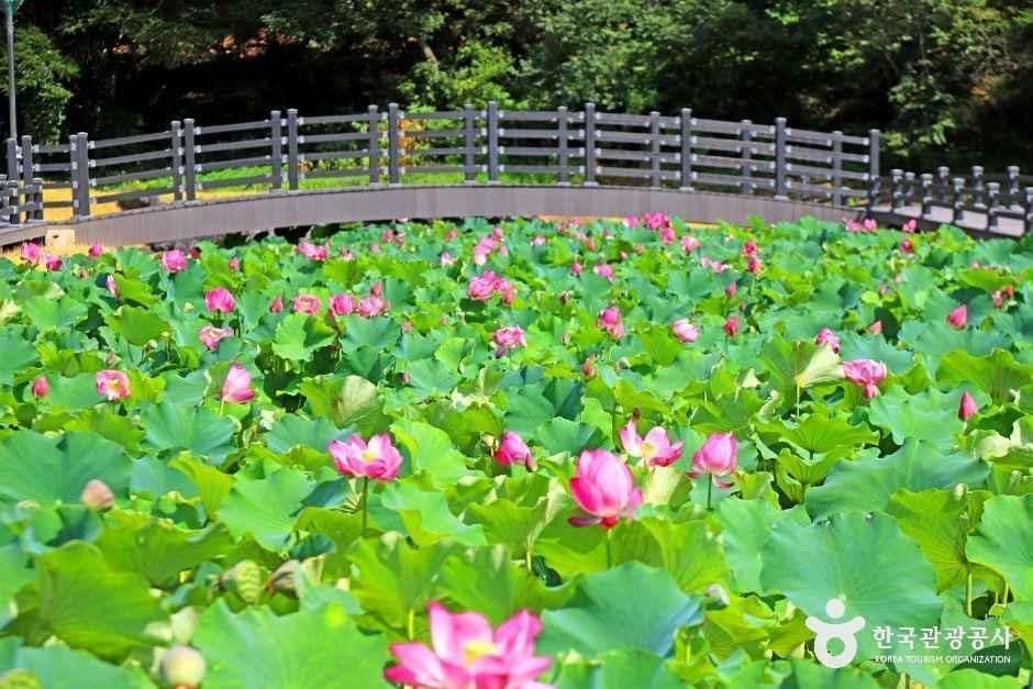 충북_보은_속리산연꽃단지 연꽃2.JPG