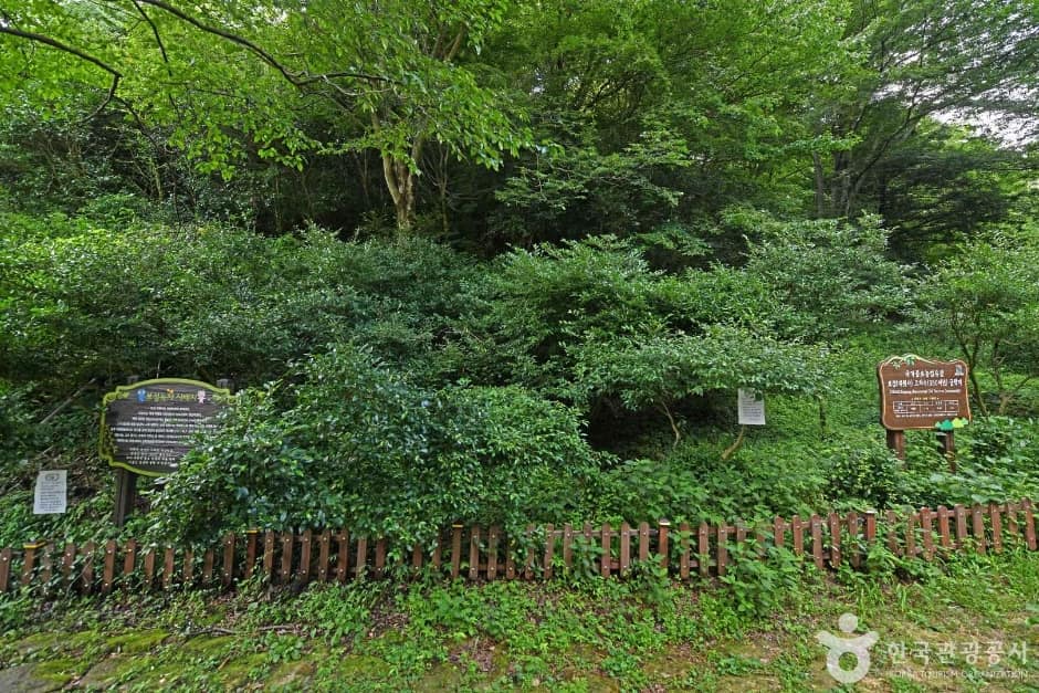 보성녹차 시배지 (5)