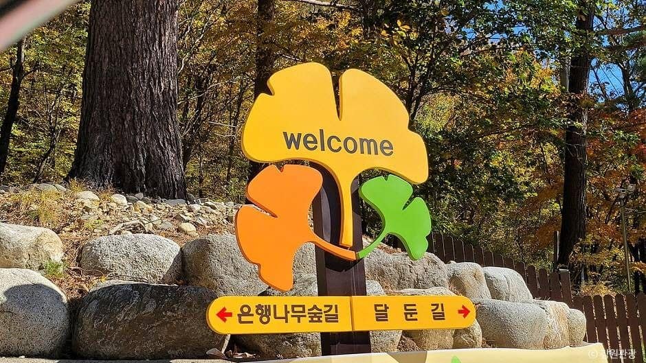 홍천_홍천 은행나무숲 (2)