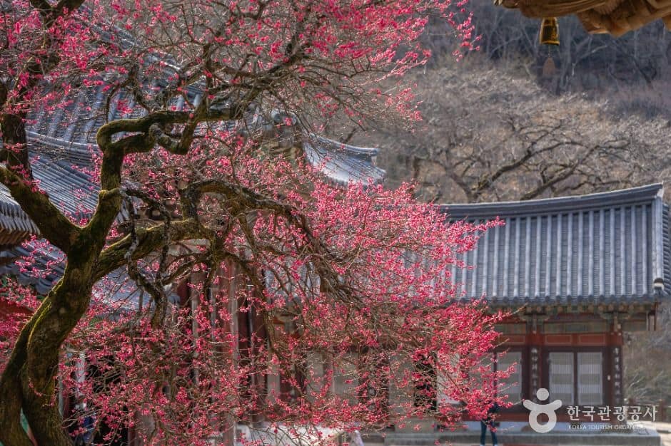 구례_화엄사 (2)
