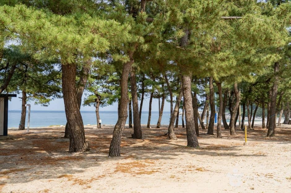 양양_잔교리해수욕장 (2)