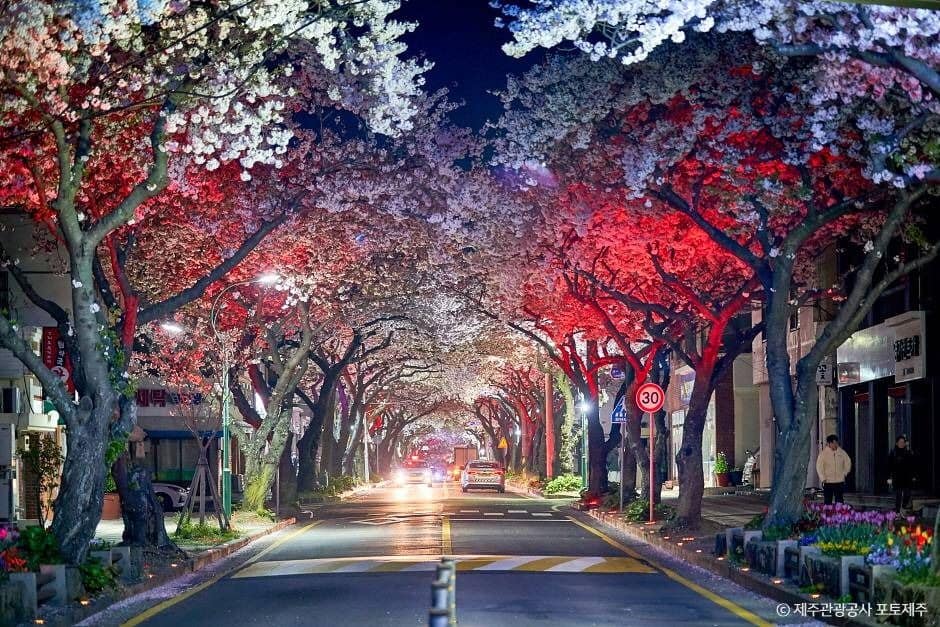 제주_전농로 (2)
