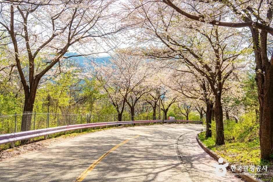 춘천_부귀리벚꽃길 (4).jpg