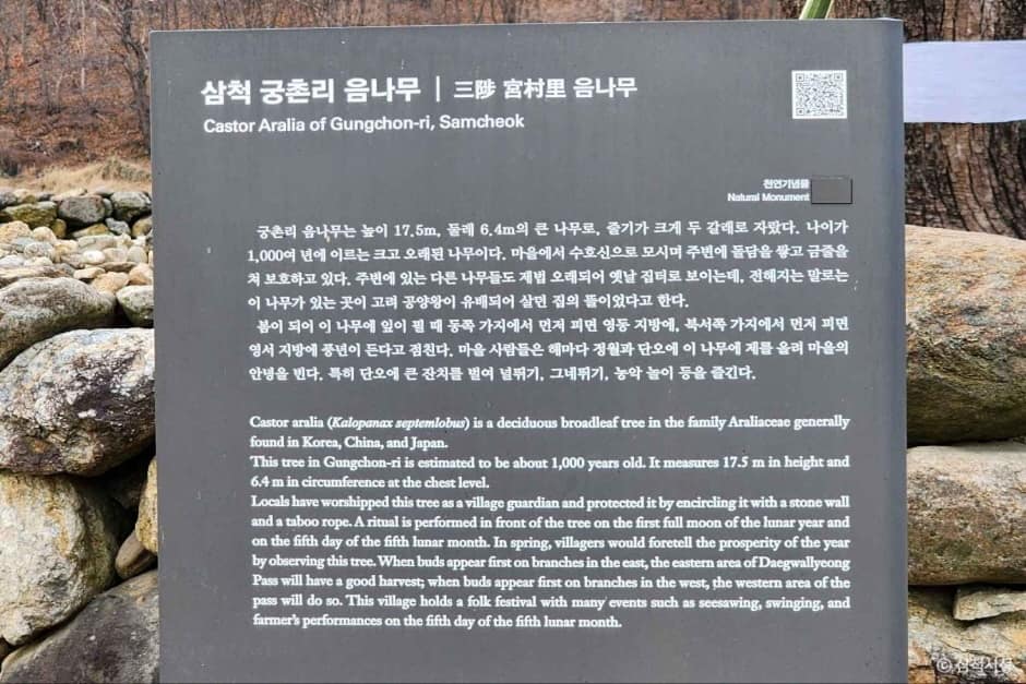 삼척 궁촌리 음나무 (5)