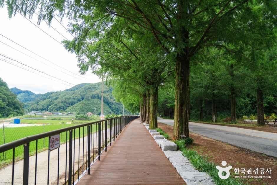 전북_진안_부귀 메타세콰이어길_외부_6.jpg