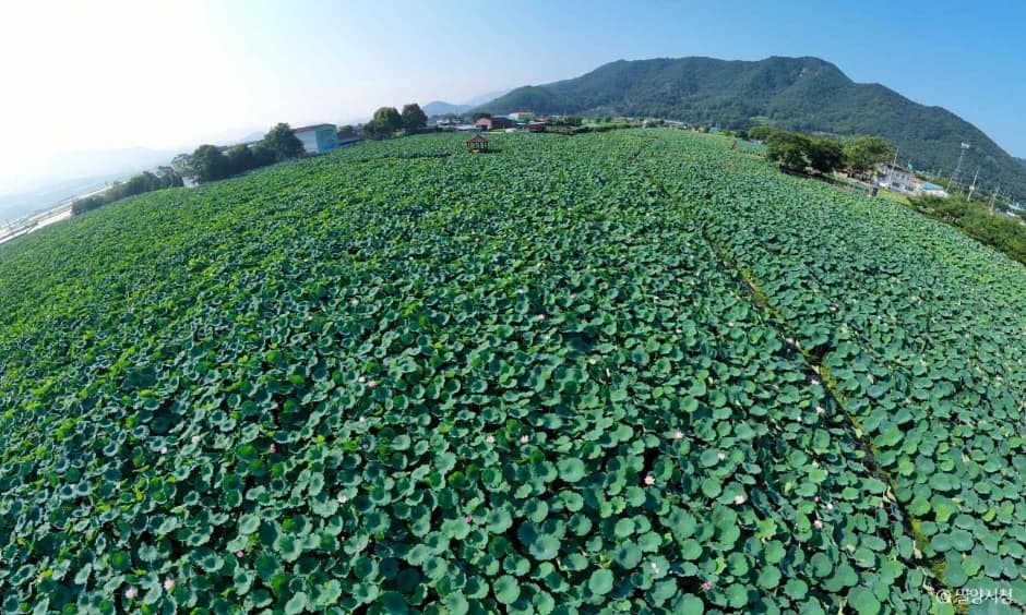밀양연꽃단지 (2)