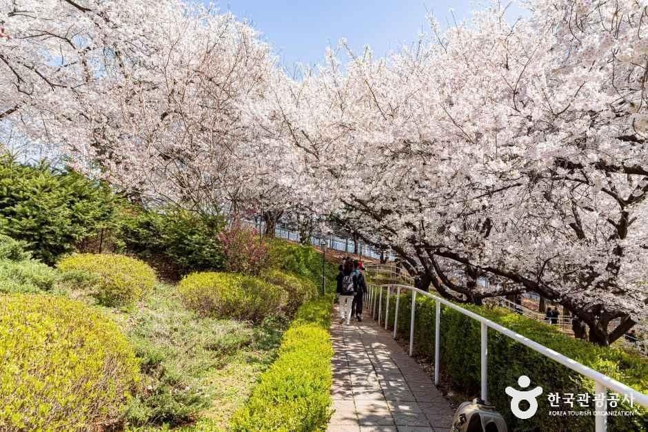 인천_SK인천석유화학벚꽃동산 (5).jpg