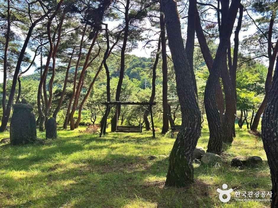 경남_거창_장풍숲_숲속_1.JPG