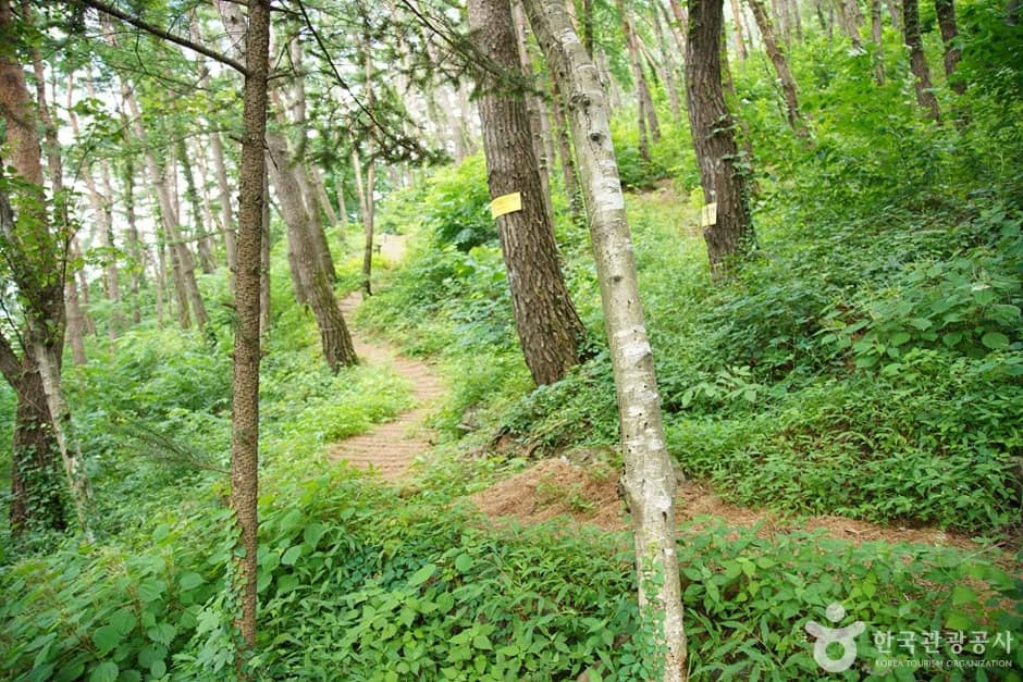 조양산 (11)