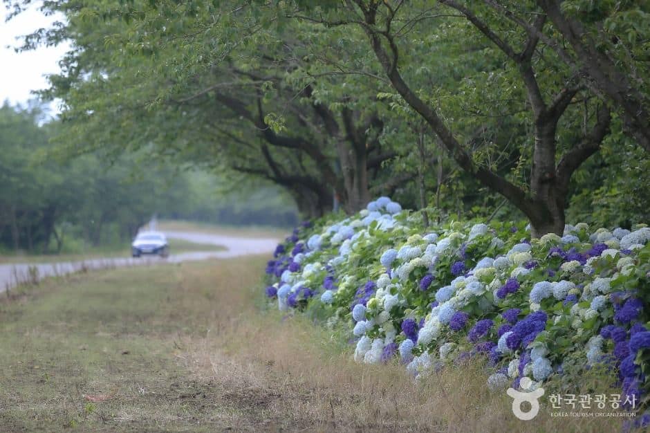 서귀포_녹산로 유채꽃도로 (2)