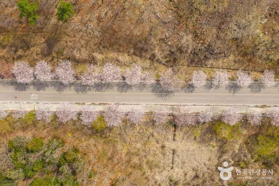 여수_화양면 벚꽃길 (6).jpg
