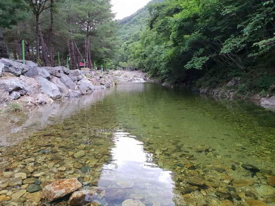 영월_도원패밀리캠핑장 (5).jpg