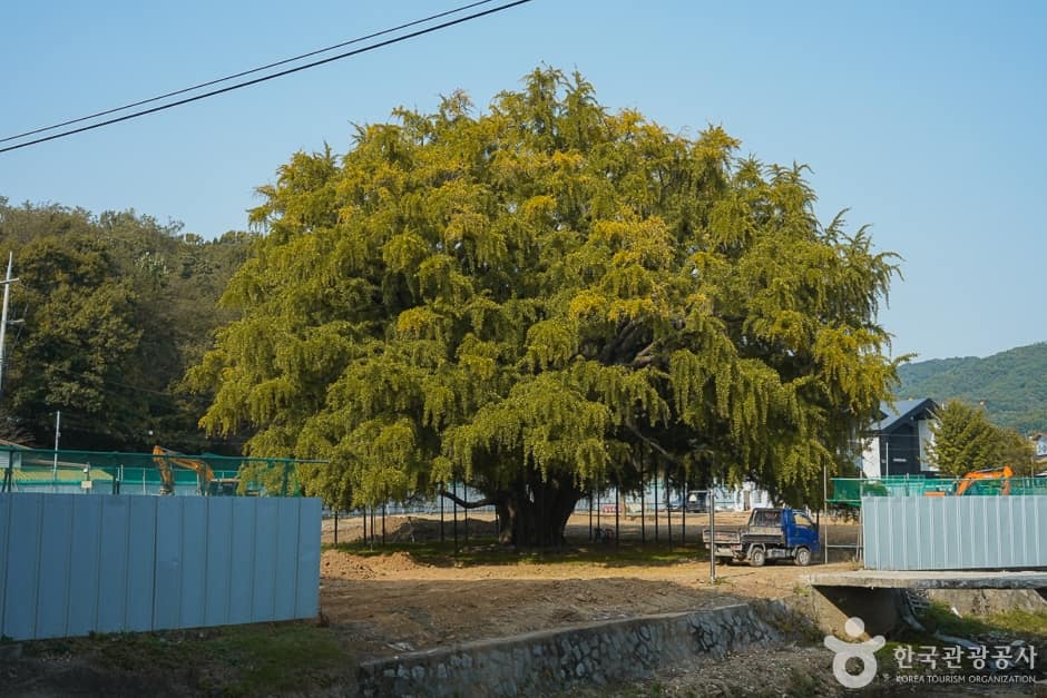 N02024_인천_남동_장수동은행나무(6)