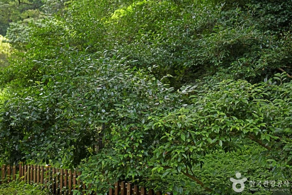 보성녹차 시배지 (3)