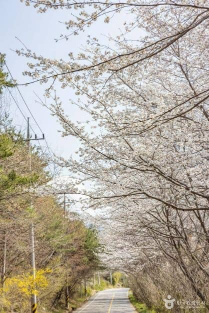 낙안읍성 벚꽃길 (2)