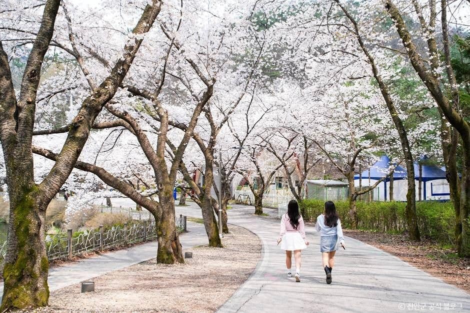 진안_마이산 벚꽃길 (1)