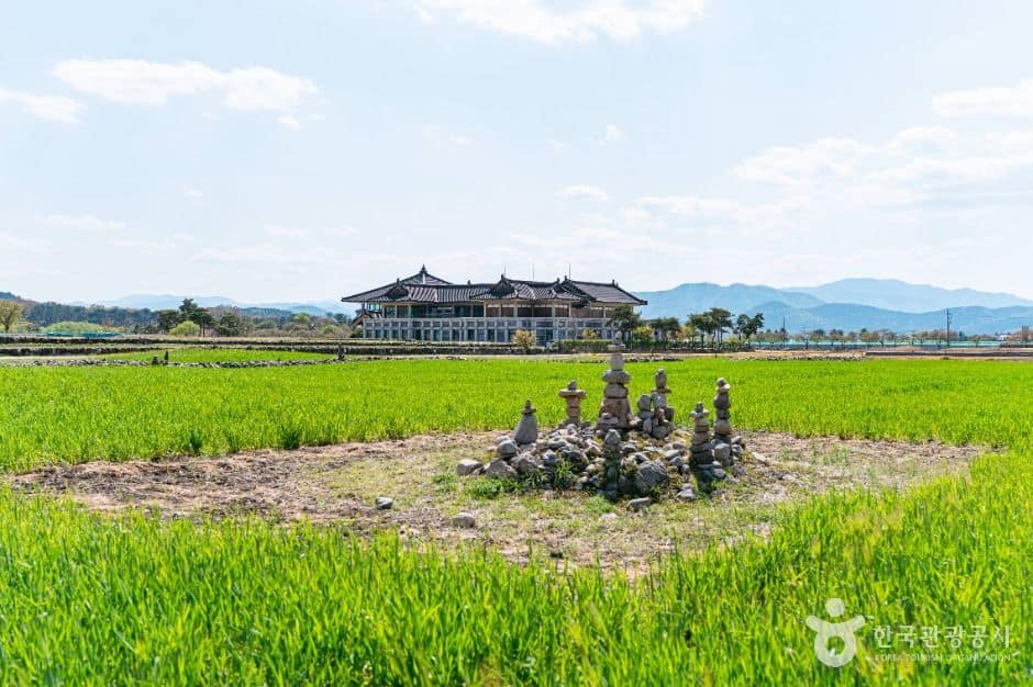 경주_분황사 청보리밭 (1)