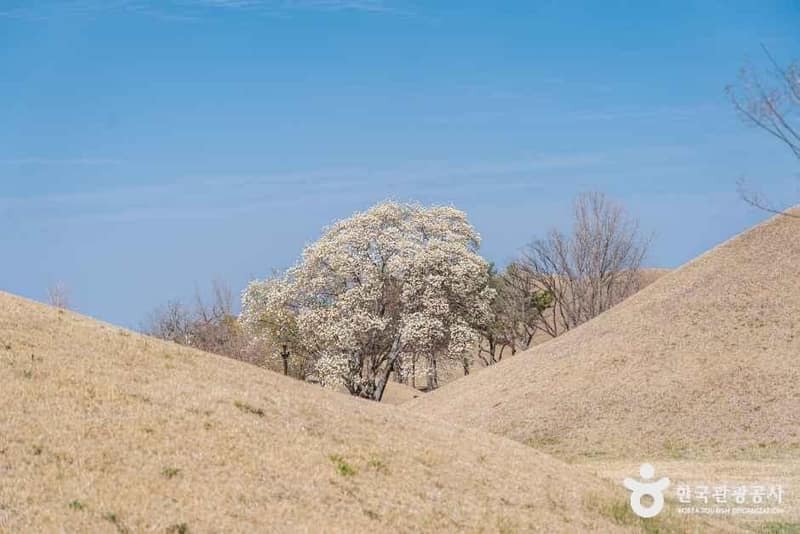 경주 대릉원의 고분과 산책길