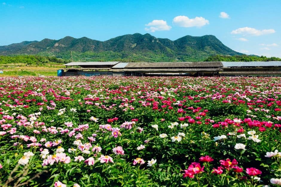 의성_금성산·비봉산(의성) (7)