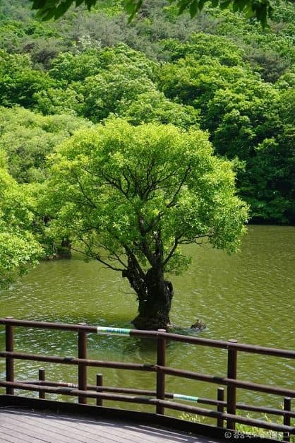 청송_주산지 (청송 국가지질공원) (5)
