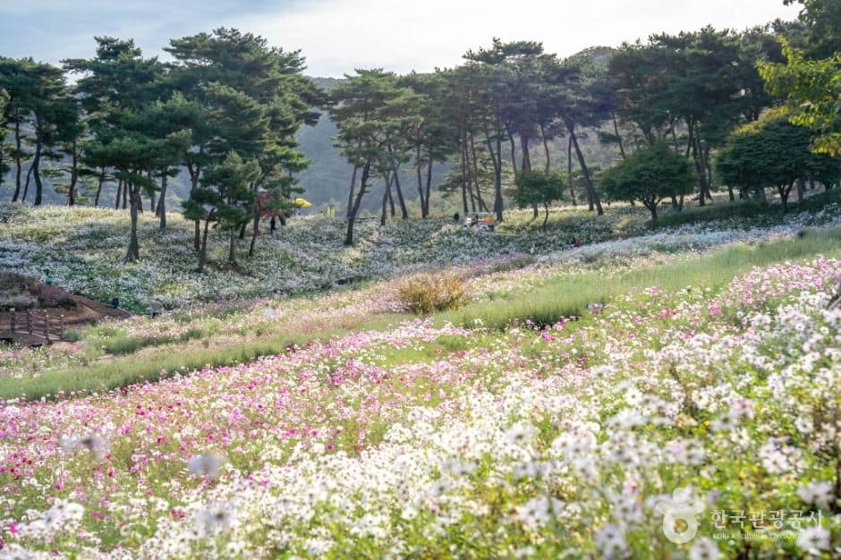 정읍_정읍 구절초 지방정원 (6)