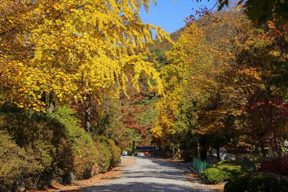 양평_용문산 (2).jpg