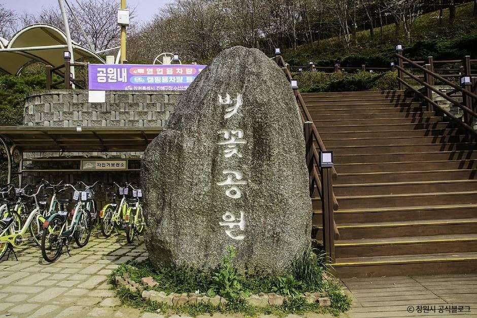창원_진해 벚꽃공원 (1)