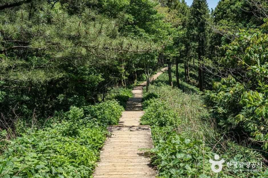 제주_거문오름 (6).jpg