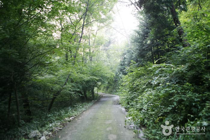 금성산_13