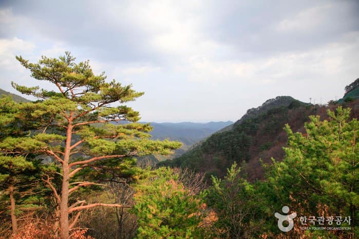 경북_울진_백암산(울진)05