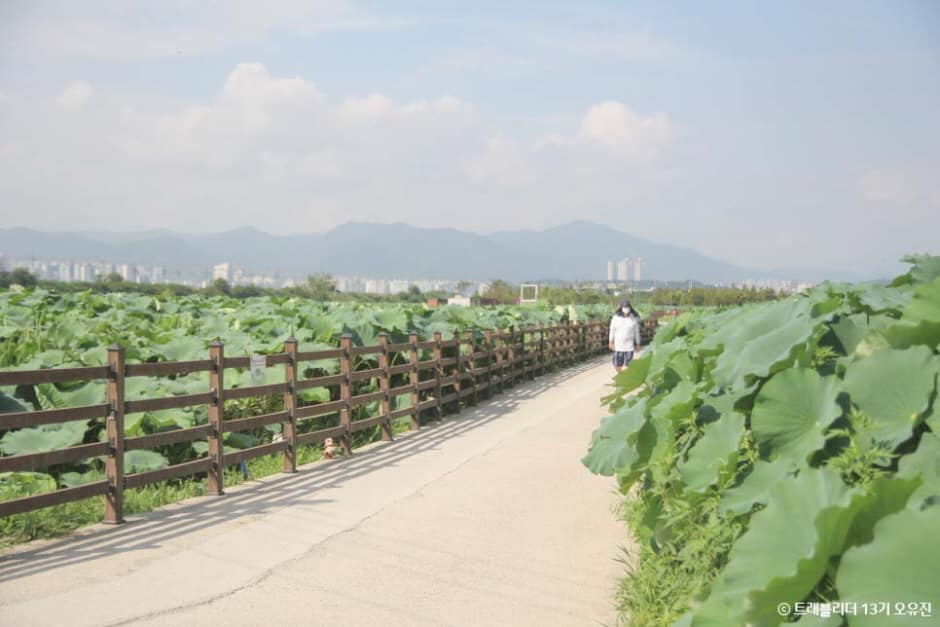 대구_동구_반야월연꽃단지_풍경2