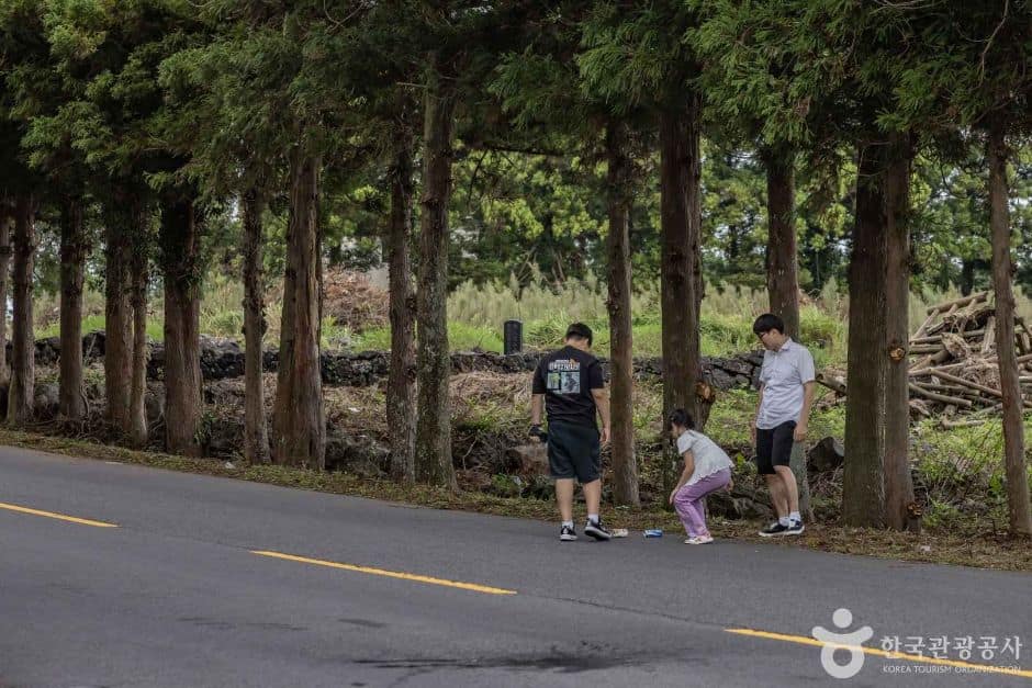 제주_신비의도로 (9)