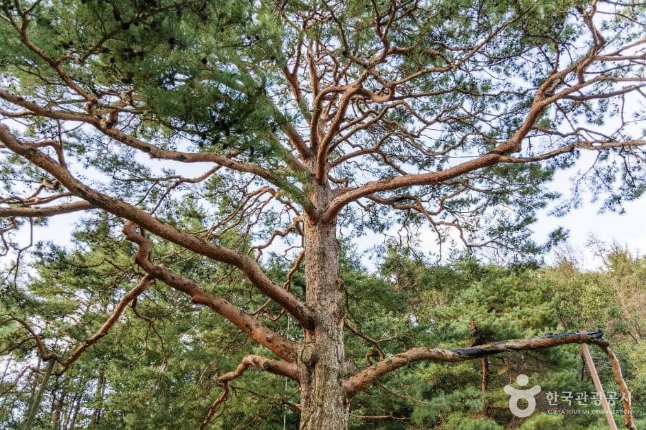 괴산_괴산 적석리 소나무 (6)