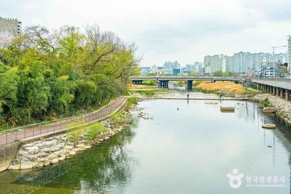광주_광주천 벚꽃길 (1).jpg
