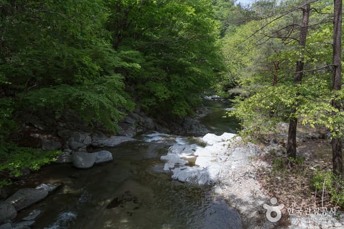 구룡령 옛길 2