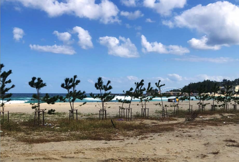 용화해수욕장캠핑장 (6)