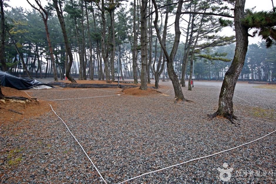 몽산포힐링캠핑장 (6)