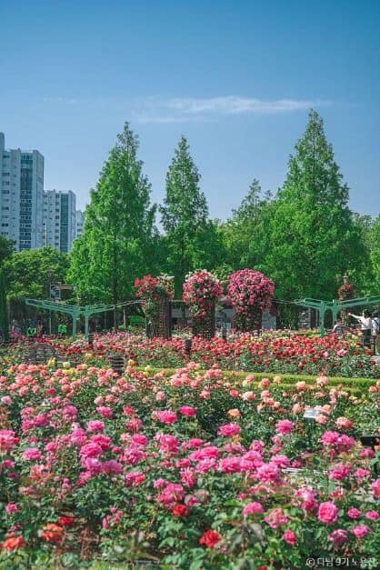 장미 실시간 개화 상황, 만개! 대구·대구 근교 장미 명소 총정리_이곡장미공원_1-1