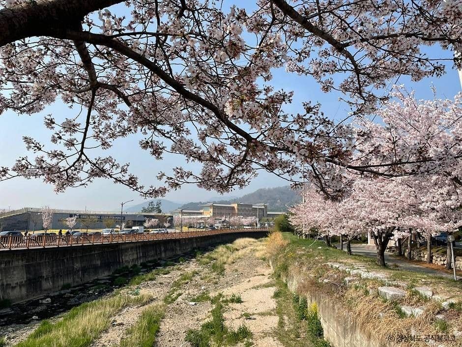 경주_흥무로 벚꽃길 (2)