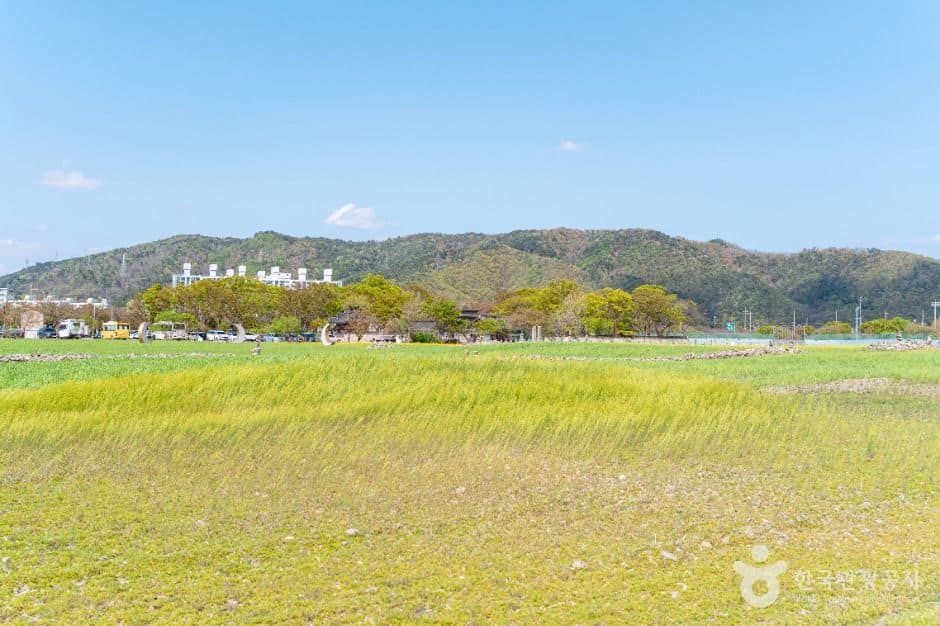 경주_분황사 청보리밭 (5)