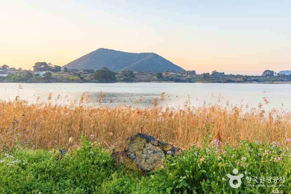 제주_하도리 철새도래지 (6).jpg
