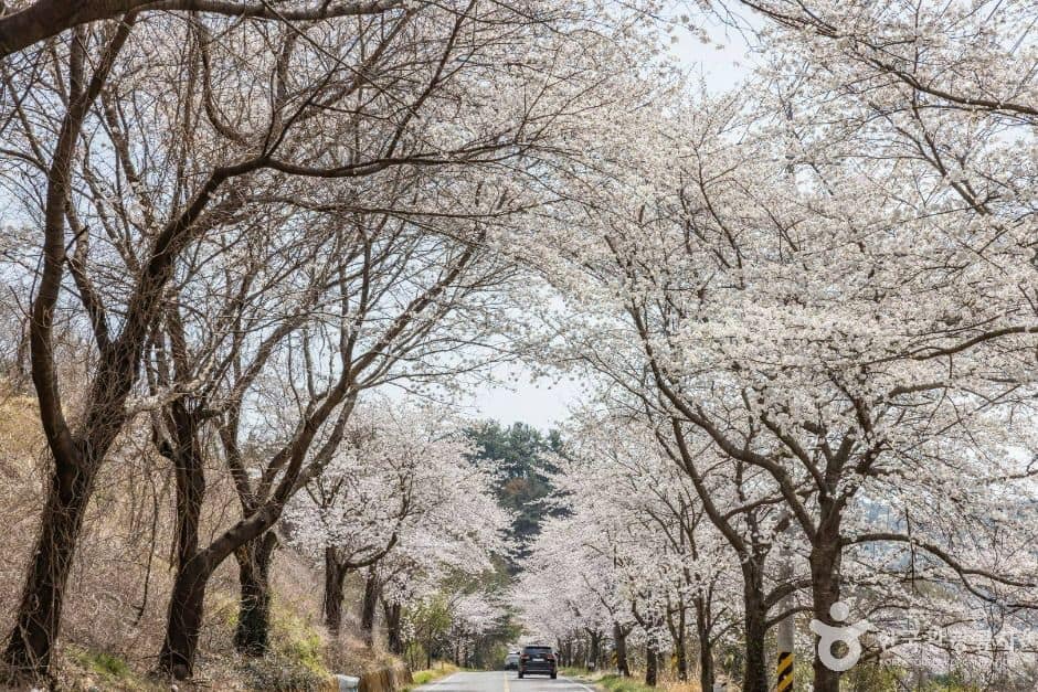 낙안읍성 벚꽃길 (7)
