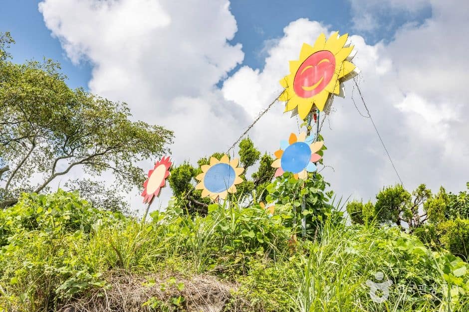 제주_김경숙해바라기농장 (4)